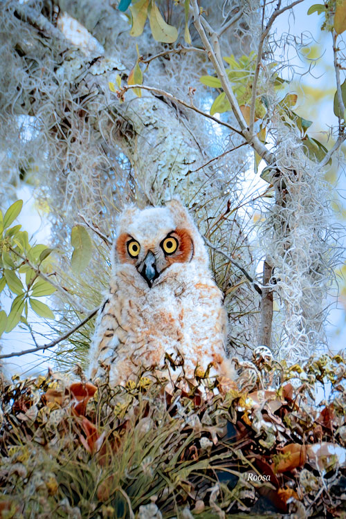 owlet4x6dsc1424
